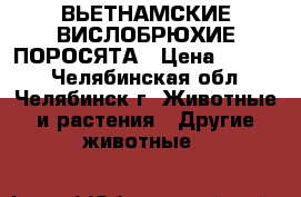 ВЬЕТНАМСКИЕ ВИСЛОБРЮХИЕ ПОРОСЯТА › Цена ­ 3 000 - Челябинская обл., Челябинск г. Животные и растения » Другие животные   